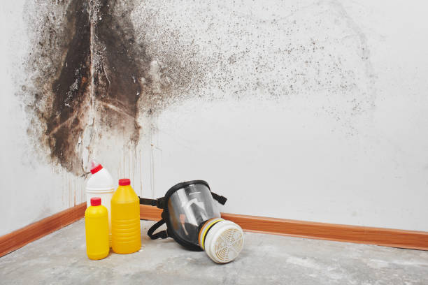 Best Best Mold Removal Companies  in Moweaqua, IL