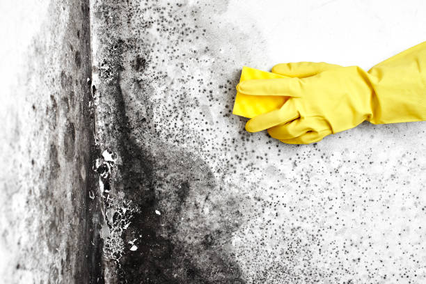 Best Mold Cleaning Services  in Moweaqua, IL