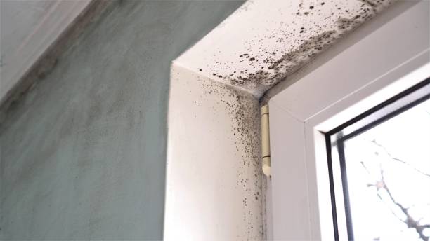 Best Office Mold Removal Services  in Moweaqua, IL