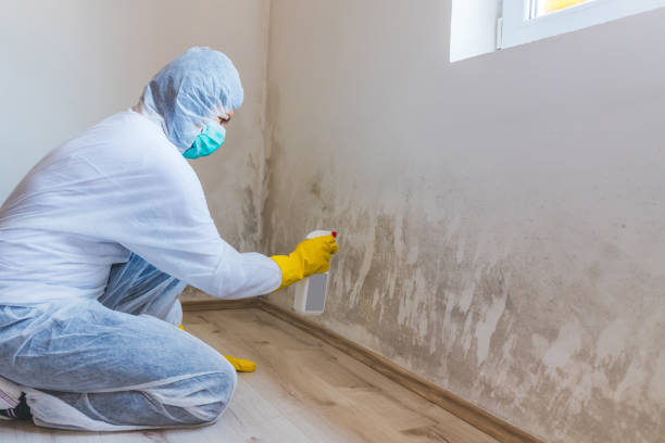 Best Toxic Mold Removal  in Moweaqua, IL