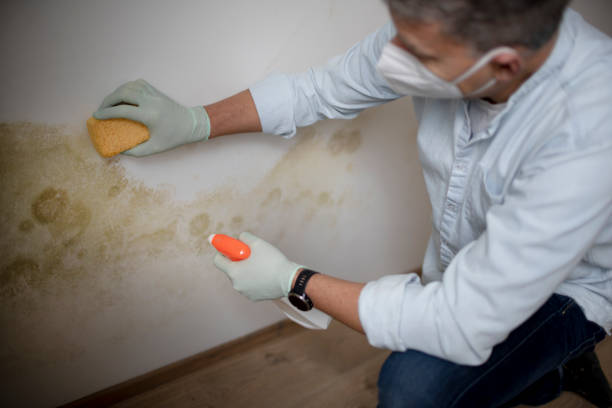 Best Mold Testing and Removal  in Moweaqua, IL