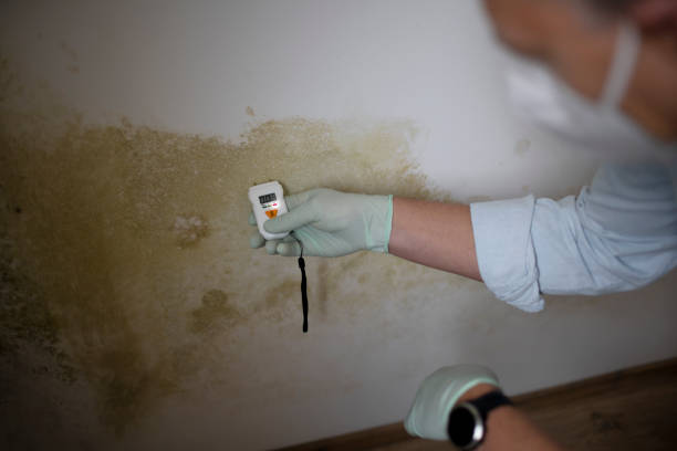 Best Black Mold Removal  in Moweaqua, IL