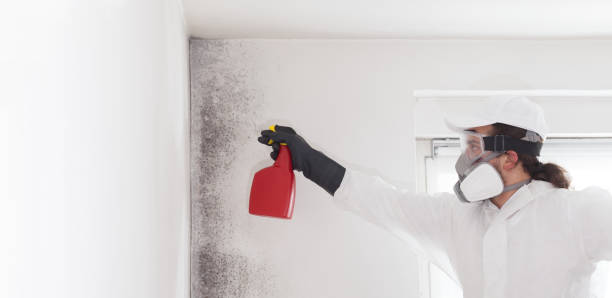 Best Mold Damage Repair  in Moweaqua, IL