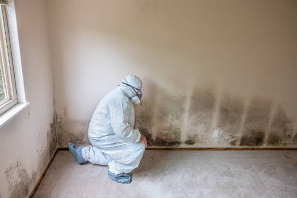 Best Affordable Mold Removal  in Moweaqua, IL