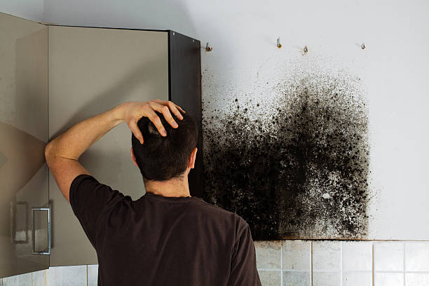 Best Professional Mold Removal  in Moweaqua, IL