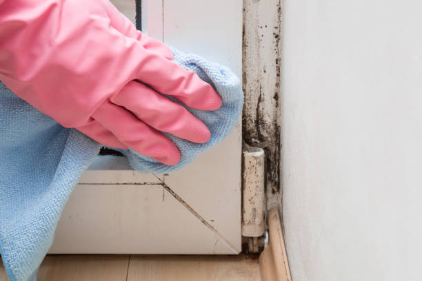 Best Same-Day Mold Removal  in Moweaqua, IL