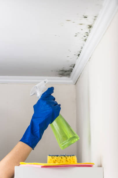 Best Office Mold Removal Services  in Moweaqua, IL